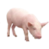 :farm_pig: