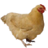 :farm_chicken: